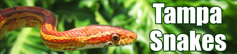 Tampa snake
